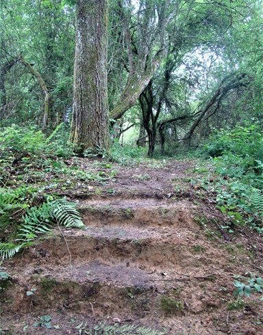 Balade en forêt