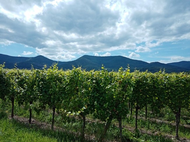 Vignoble